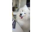 Adopt Charming a White Samoyed / Mixed dog in Miami, FL (41417570)