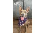 Adopt Ellie a Tan/Yellow/Fawn - with White American Pit Bull Terrier / Mixed dog