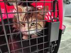 Adopt Mossa a Brown or Chocolate Domestic Shorthair / Domestic Shorthair / Mixed