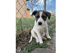 Adopt Nellie a White - with Brown or Chocolate Australian Shepherd / Border