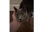 Adopt Jaycee a Gray, Blue or Silver Tabby Domestic Shorthair / Mixed (short