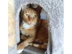 Adopt Cruiser a Orange or Red Domestic Shorthair / Mixed cat in Cherry Valley