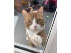 Adopt The Sun Lord a Domestic Shorthair / Mixed cat in Santa Rosa, CA (41417369)