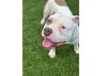Adopt Salsa a White Mixed Breed (Large) / Mixed dog in Baltimore, MD (41364472)