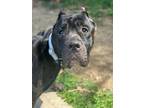 Adopt Mandalorian 6 (Zas) a Brindle Mixed Breed (Large) / Mixed dog in