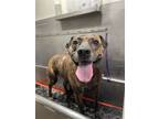 Adopt Max a Brindle Pit Bull Terrier / Mixed dog in Binghamton, NY (39247792)