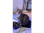 Adopt Ruby a Brown Tabby Domestic Shorthair / Mixed (short coat) cat in Bonney