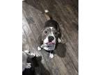 Adopt Ben a Gray/Blue/Silver/Salt & Pepper American Pit Bull Terrier / Mixed dog