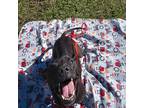 Adopt Zoey a Black - with White American Pit Bull Terrier / Pointer / Mixed dog