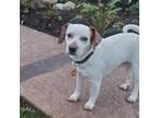 Adopt STING a White Beagle / Mixed dog in Tustin, CA (41086057)