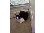Adopt Nea a Black & White or Tuxedo Domestic Shorthair / Mixed (short coat) cat