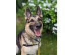 Adopt Sammy a Merle Mixed Breed (Small) / Mixed (short coat) dog in Fairfax