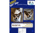 Adopt Marcus a White Jack Russell Terrier / Mixed dog in Niagara Falls