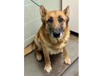 Adopt Roxanne a Tan/Yellow/Fawn Shepherd (Unknown Type) / Mixed dog in Red