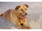 Adopt Lady a Tan/Yellow/Fawn Golden Retriever / Mixed dog in Norman