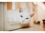 Adopt 73184a Mimi Marshmallow a White Domestic Shorthair / Domestic Shorthair /