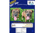 Adopt Jax a Brindle American Pit Bull Terrier / Mixed Breed (Medium) / Mixed