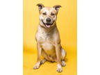 Adopt Cedar a Tan/Yellow/Fawn Shiba Inu / Australian Cattle Dog / Mixed dog in