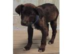 Adopt Yogi a Black Labrador Retriever / Mixed Breed (Medium) / Mixed (short