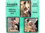 Adopt Zander a White Australian Cattle Dog / Mixed dog in Caldwell