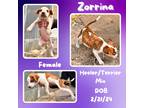 Adopt Zorrina a White Australian Cattle Dog / Mixed dog in Caldwell