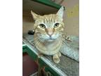 Adopt Tango a Orange or Red (Mostly) Domestic Shorthair cat in Tracy