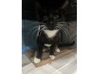 Adopt Koda a Black & White or Tuxedo Domestic Shorthair cat in New York