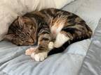 Adopt Delilah Mae a Brown Tabby Domestic Shorthair / Mixed (short coat) cat in