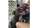 Adopt Smokie a Gray/Silver/Salt & Pepper - with White American Pit Bull Terrier
