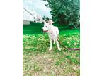 Adopt Indie a White Akita / Husky / Mixed dog in Buford, GA (41417187)