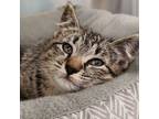 Adopt Zola a Domestic Shorthair cat in Yankton, SD (41413883)