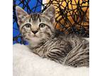 Adopt Zeb a Domestic Shorthair cat in Yankton, SD (41413881)