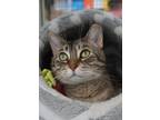 Adopt Ananda Abdou a Domestic Shorthair / Mixed (short coat) cat in St.