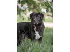 Adopt Atlas a Border Collie / Labrador Retriever / Mixed dog in Gillette
