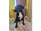 Adopt Two-Face a Black - with White Border Collie / Staffordshire Bull Terrier /