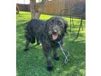 Adopt Heidi a Black Labrador Retriever / Miniature Poodle / Mixed dog in