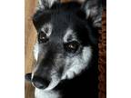 Adopt Gambit a Black - with White Husky / Mixed dog in Philadelphia