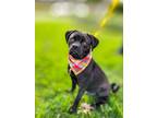 Adopt Bug a Black Puggle / Mixed dog in Murrieta, CA (40644641)