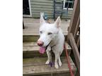 Adopt Japan a White Husky / Mixed dog in Lignum, VA (41417050)