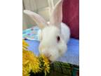 Adopt Jon Snow a New Zealand / Mixed rabbit in Vancouver, BC (41367586)