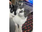 Adopt Brutus, Jack and Jill a Black & White or Tuxedo American Shorthair / Mixed