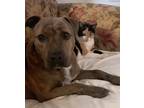 Adopt Thena a Brindle American Pit Bull Terrier / American Staffordshire Terrier