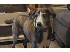 Adopt Jonah a Brindle Texas Heeler / Mixed dog in Waco, TX (41417094)