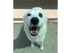 Adopt Tulip a White Great Pyrenees / Australian Cattle Dog / Mixed dog in