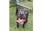 Adopt Hilda a Black Mixed Breed (Large) / Mixed dog in Baltimore, MD (41394753)