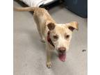 Adopt Avery a Tan/Yellow/Fawn Carolina Dog / Mixed dog in Mesquite