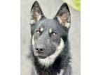 Adopt Zeke 369747 a Black Husky / Shepherd (Unknown Type) / Mixed dog in Hayden