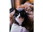 Adopt Poe a Black & White or Tuxedo American Shorthair / Mixed (short coat) cat