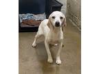 Adopt Shaq a Beagle / Mixed dog in Darlington, SC (41408313)