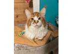 Adopt Freddy a Orange or Red (Mostly) Maine Coon (medium coat) cat in Temecula